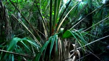Vahşi doğada şaşırtıcı: Everglades Florida - orman gibi