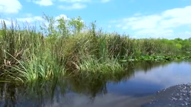 Increíble paseo en lancha a través de los Everglades del sur de Florida — Vídeo de stock