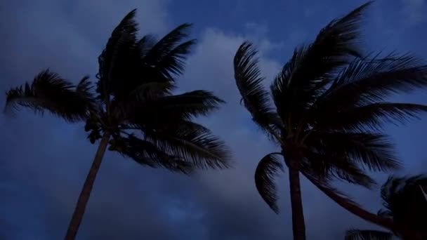 Güneş battıktan sonra Rüzgar palmiye ağaçlarında — Stok video