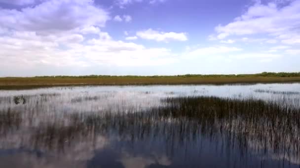 Passeio de lancha emocionante através dos Everglades na Flórida — Vídeo de Stock