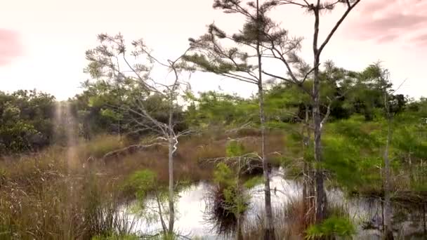 Everglades nationalpark i södra FLORIDA — Stockvideo