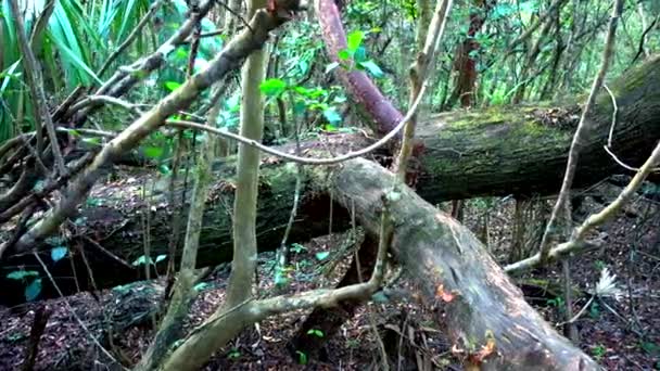 Geweldige wilde natuur in de Everglades in Florida - jungle zoals — Stockvideo