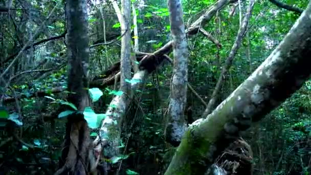 Erstaunliche wilde Natur in den Everglades in Florida - Dschungel wie — Stockvideo