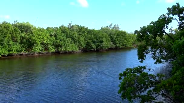 Hermosa naturaleza verde y paisajes en el sur de Florida — Vídeo de stock