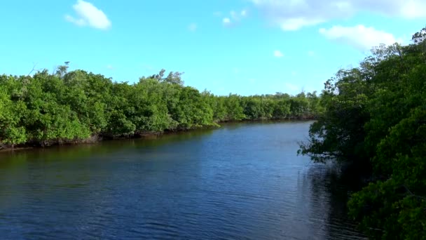 Beautiful green nature and landscapes in South Florida — Stock Video