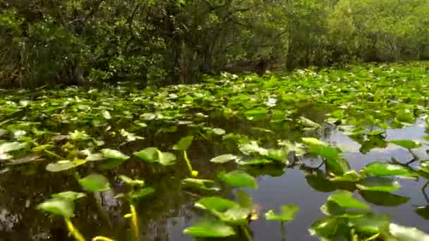 The famous Everglades of Florida — Stock Video
