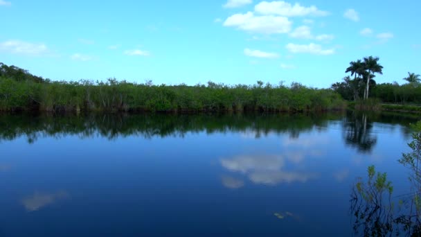 Ρομαντική λίμνη στα Everglades της Νότιας FLORIDA — Αρχείο Βίντεο