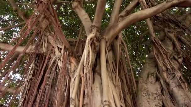 Alter riesiger banyan baum in miami — Stockvideo