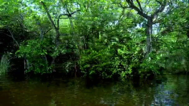 Nature verte dans les Everglades de Floride 