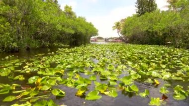 Floridanın ünlü Everglades 'i