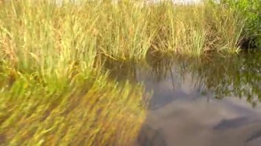 Vahşi Florida Everglades tipik bitki örtüsü