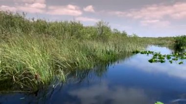 Güney Floridadaki Everglades 'in vahşi bitki örtüsü