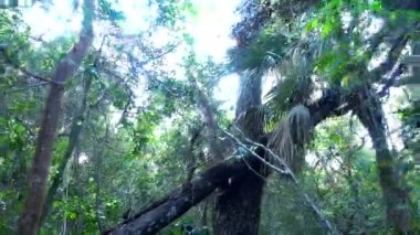 Vahşi doğada şaşırtıcı: Everglades Florida - orman gibi