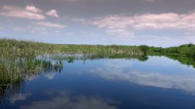 Güney Floridadaki Everglades 'in vahşi bitki örtüsü