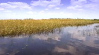 FLORIDA 'nın vahşi Everglades' inde sawgrass bitkisi