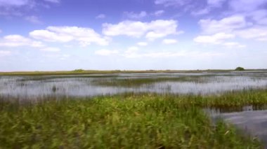 FLORIDA 'nın vahşi Everglades' inde sawgrass bitkisi
