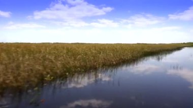 Everglades 'te talaş otları üzerinde at sürmek