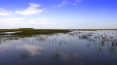 Everglades 'te talaş otları üzerinde at sürmek