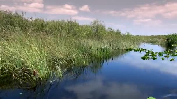 La vegetación salvaje de los Everglades en el sur de Florida — Vídeos de Stock