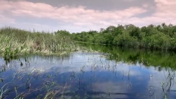 The wild vegetation of the Everglades in South Florida — Stock Video