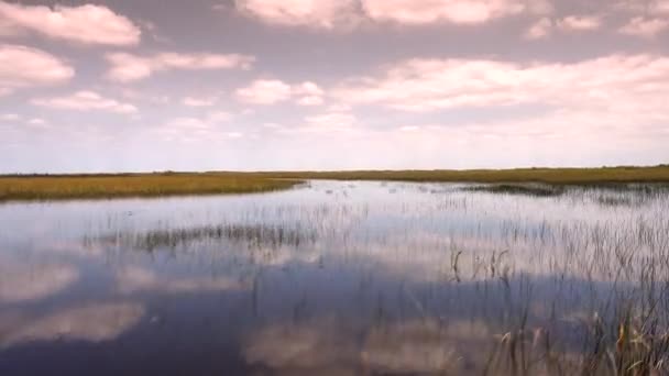 Everglades Airboat βόλτα σε μια καυτή και ηλιόλουστη μέρα — Αρχείο Βίντεο