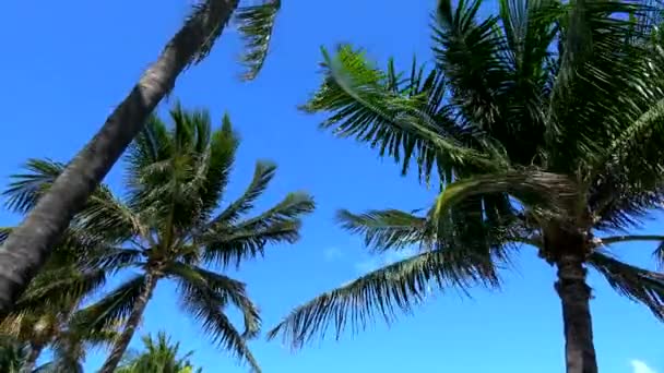 Palmbomen in de wind tegen de blauwe lucht — Stockvideo