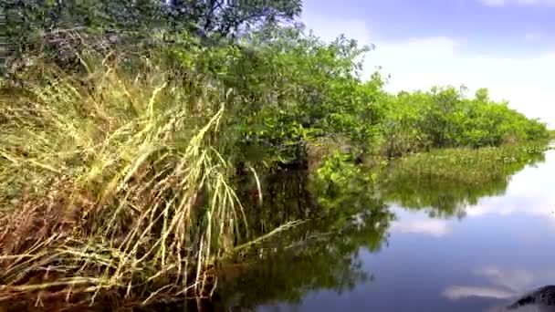 Everglades tekne yolculuğu sıcak ve güneşli bir gün — Stok video