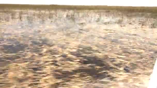 Passeio incrível e emocionante através de Floridas Everglades — Vídeo de Stock