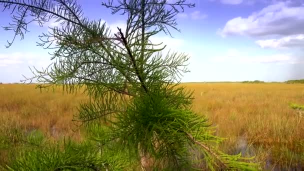 Güney Floridanın Everglades 'inde inanılmaz bir manzara. — Stok video