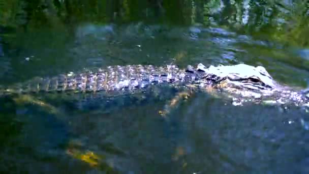 Alligator nageant à travers les Everglades — Video