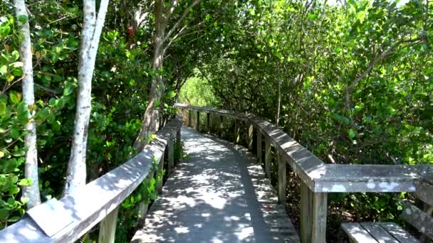 Όμορφα τοπία στο Εθνικό Πάρκο Everglades στη FLORIDA — Αρχείο Βίντεο