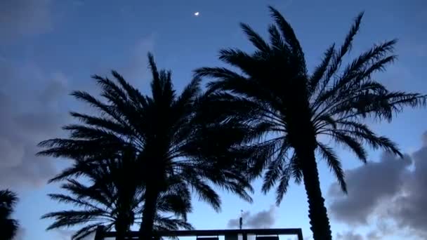 Palmeras en el viento después del atardecer — Vídeos de Stock