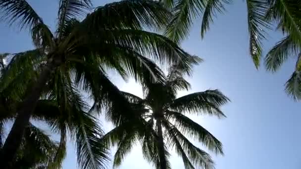Palmbomen in de wind tegen de blauwe lucht — Stockvideo