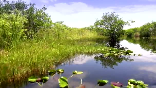 Úžasná příroda Everglades ve FLORIDA — Stock video