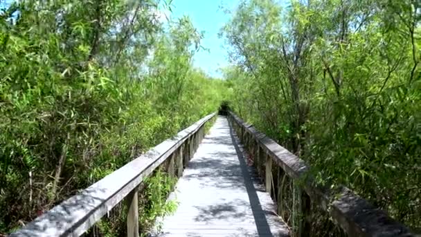 Piękne krajobrazy w Parku Narodowym Everglades w FLORIDA — Wideo stockowe