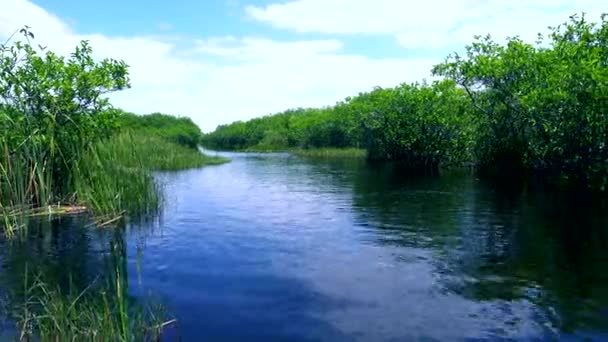 Hermosa vida silvestre en la naturaleza de los Everglades en Florida — Vídeo de stock