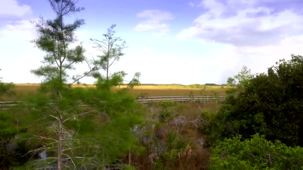Promenader genom Everglades nationalpark i FLORIDA — Stockvideo