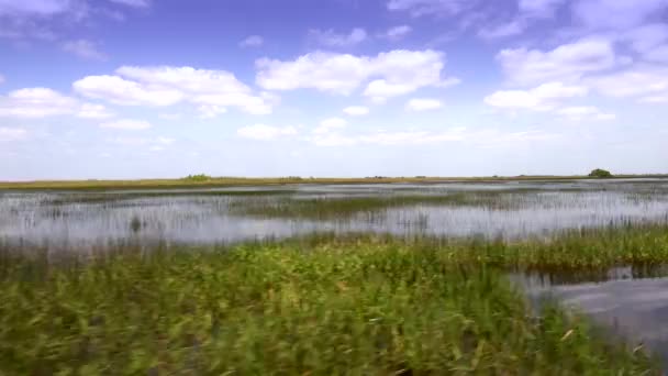 Roślinność trawy w dzikich Everglades FLORIDA — Wideo stockowe