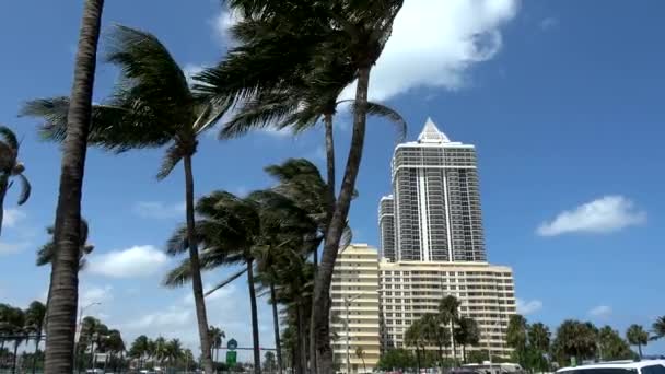 Palmeras en Miami Beach — Vídeo de stock