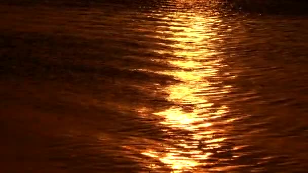 Golden sunlight reflections on the water surface — Stock Video