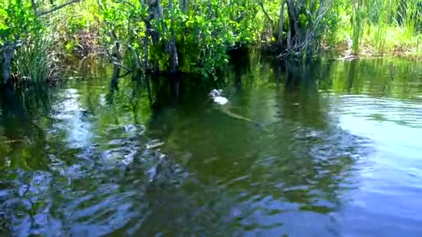 Bela vida selvagem na natureza dos Everglades na Flórida — Vídeo de Stock