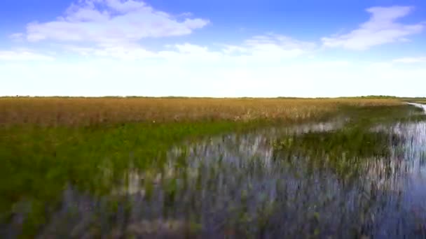 Cabalgando sobre el césped aserrado en los Everglades — Vídeo de stock