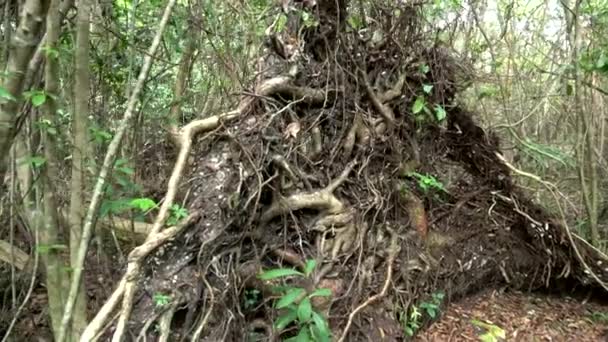 Raiz de uma árvore caída nos Everglades - natureza selvagem — Vídeo de Stock