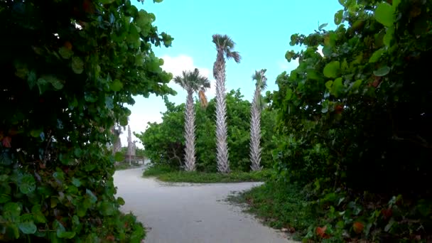 Hermosa naturaleza verde y paisajes en el sur de Florida — Vídeo de stock