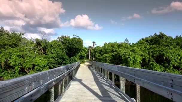 Krásná zelená příroda a krajiny v Jižní FLORIDA — Stock video