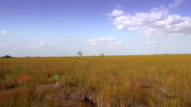 Increíble paisaje en los Everglades del sur de Florida — Vídeos de Stock