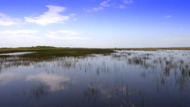 Cabalgando sobre el césped aserrado en los Everglades — Vídeo de stock