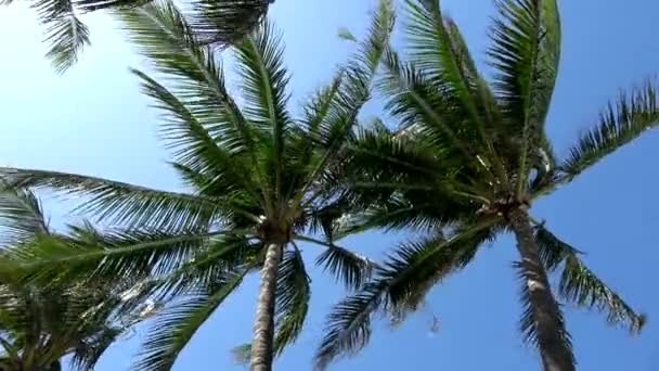 Pálmafák a szélben a kék ég ellen — Stock videók