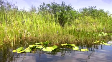 FLORIDA 'nın vahşi Everglades' inde sawgrass bitkisi