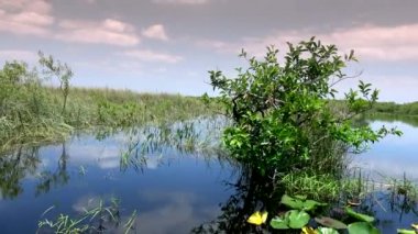 Güney Floridadaki Everglades 'in vahşi bitki örtüsü
